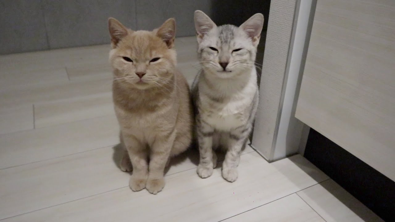 どんなに眠くてもパパが気になって起きてくる猫が可愛いすぎる。