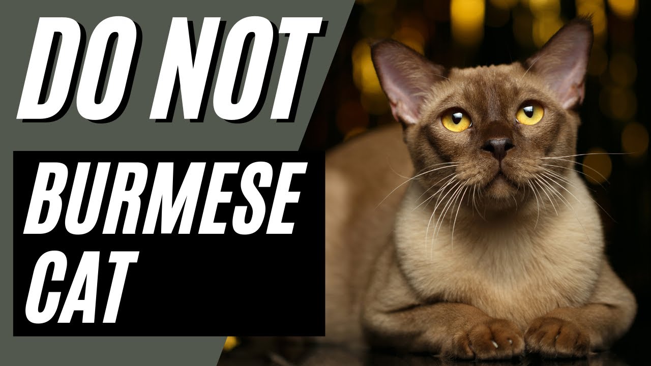 バーミーズ猫を飼ってはいけない7つの理由