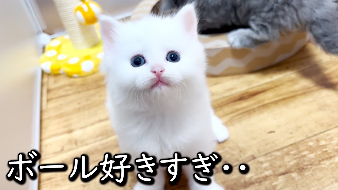 【マンチカンの子猫】ボールに魅了されまくった子猫の件 ∼猫のいる生活Vol.607∼ 出産動画 マンチカン短足・ミヌエット・ペルシャ猫専門ブリーダー『ペット蔵人』【子猫の成長記録】