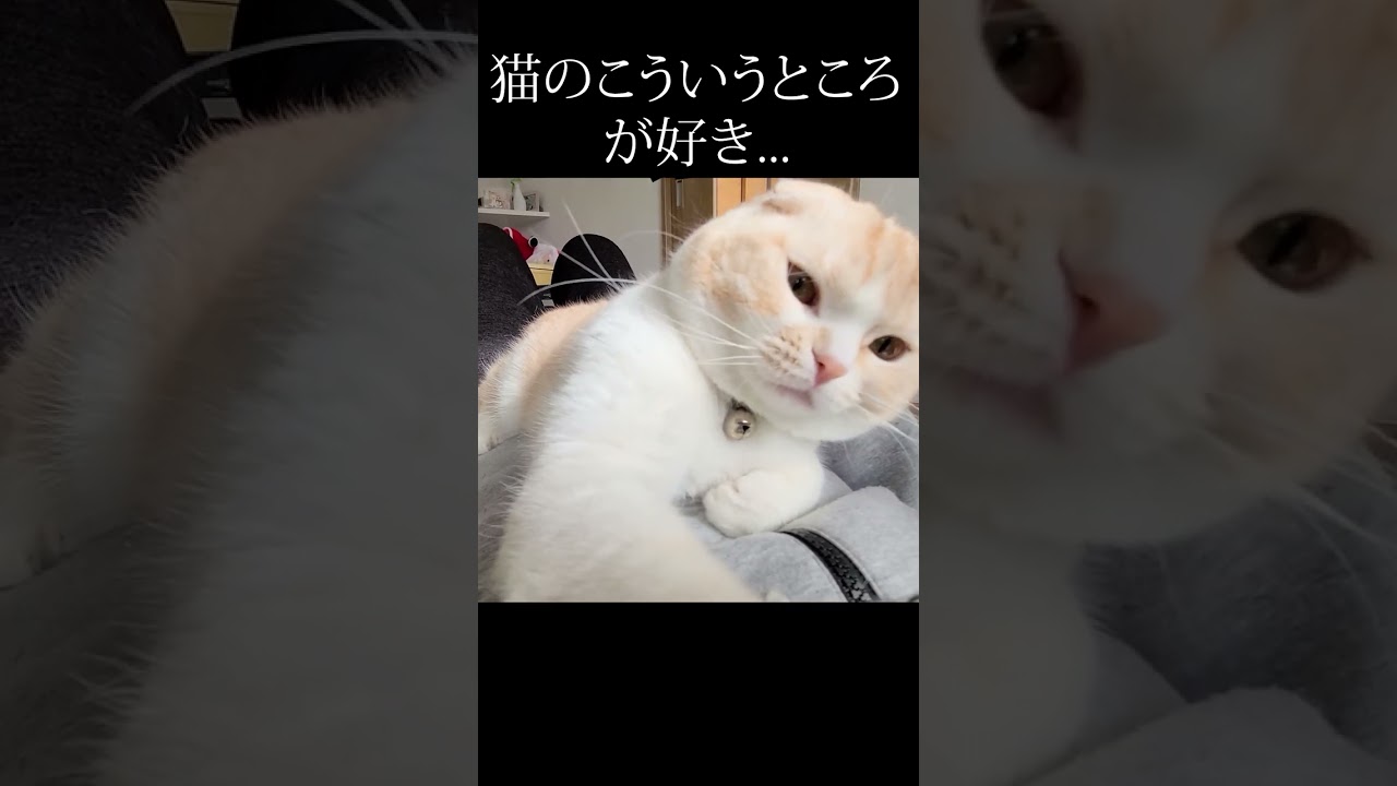 猫のこういうところが好き...#猫 #スコテッシュ
