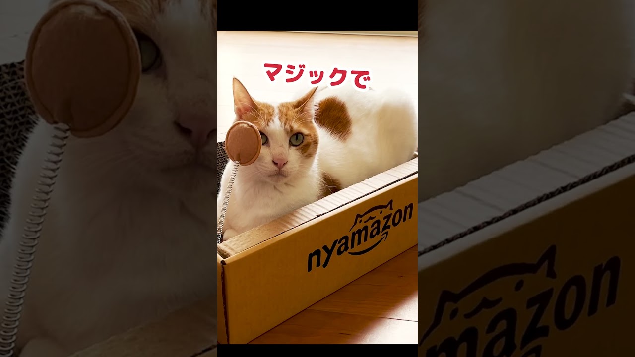 世界に一つだけの爪研ぎを作ってあげました #Shorts