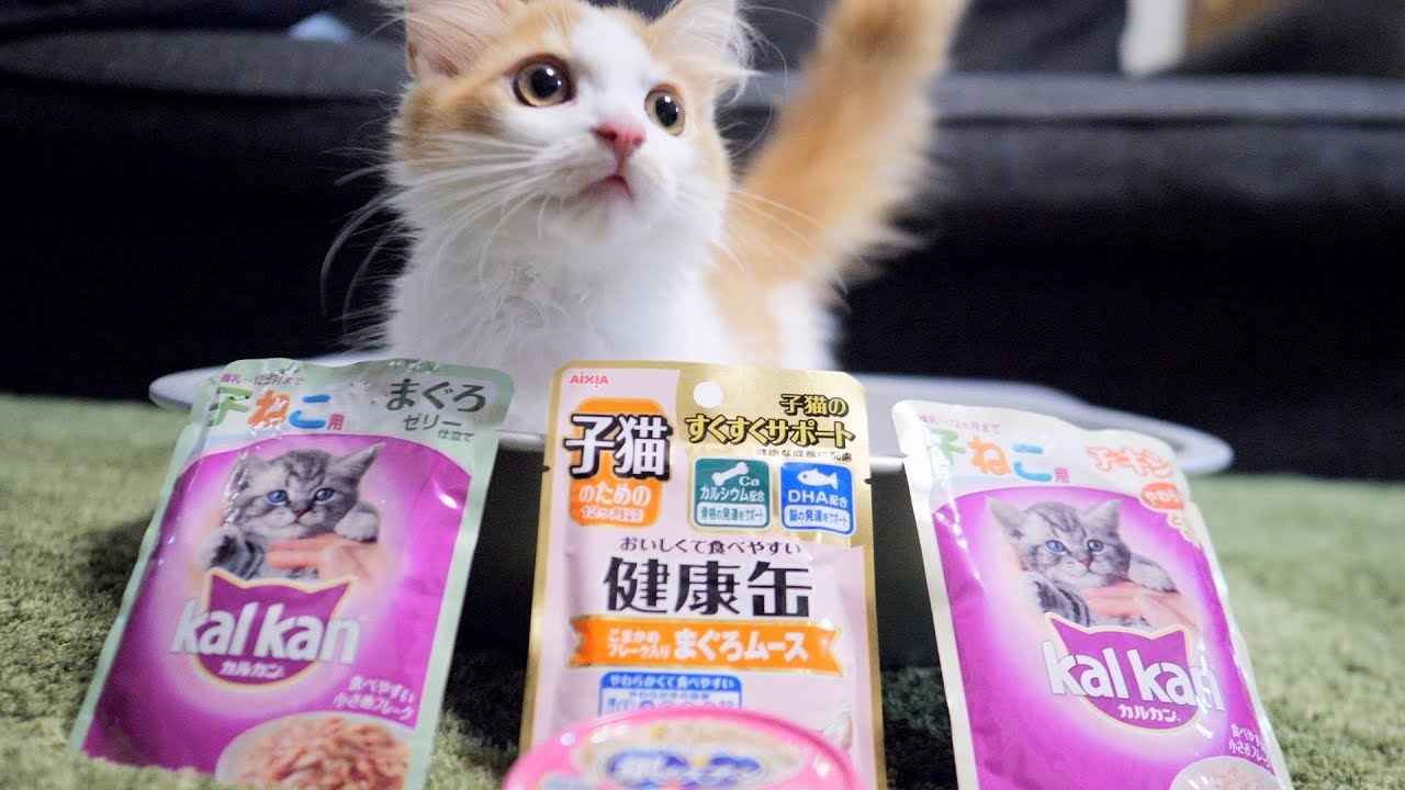 ご飯の食べ比べをするマンチカンの子猫♪
