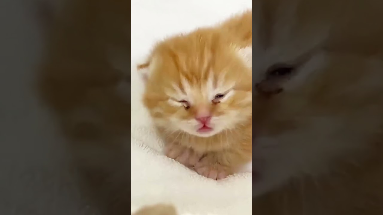 はじめて目が開いた赤ちゃん子猫 #shorts