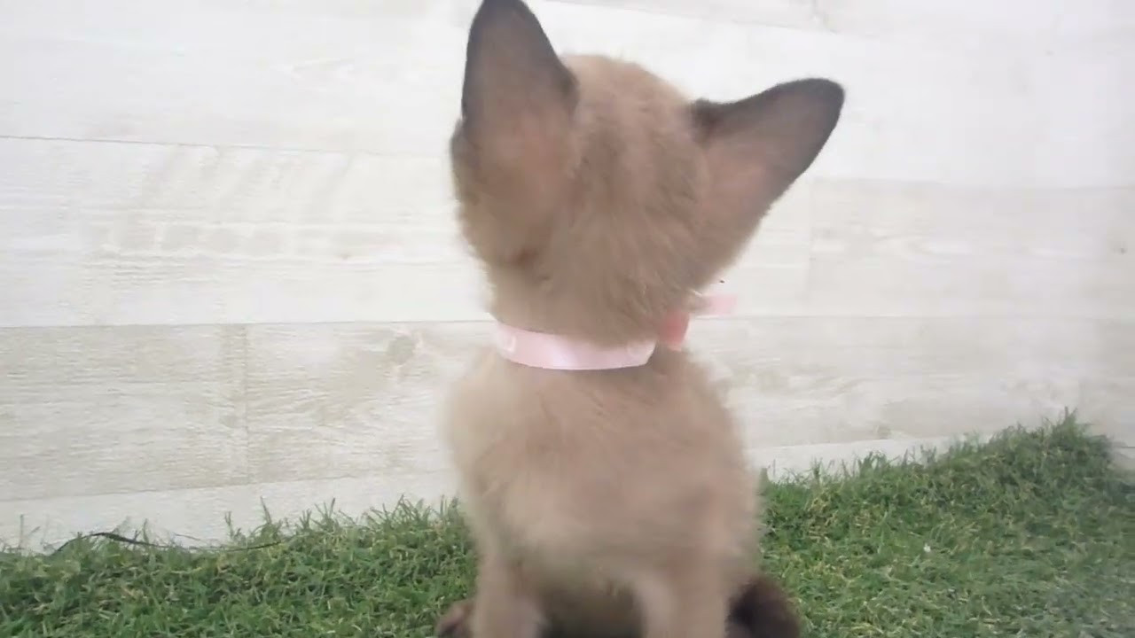 Coo&RIKU　No00618071 トンキニーズ