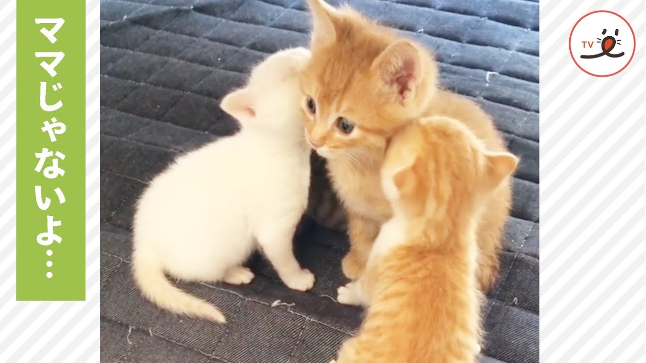 自分より体が小さな子猫にママ猫だと勘違いされて…😅 戸惑う猫さんが面白い💕【PECO TV】