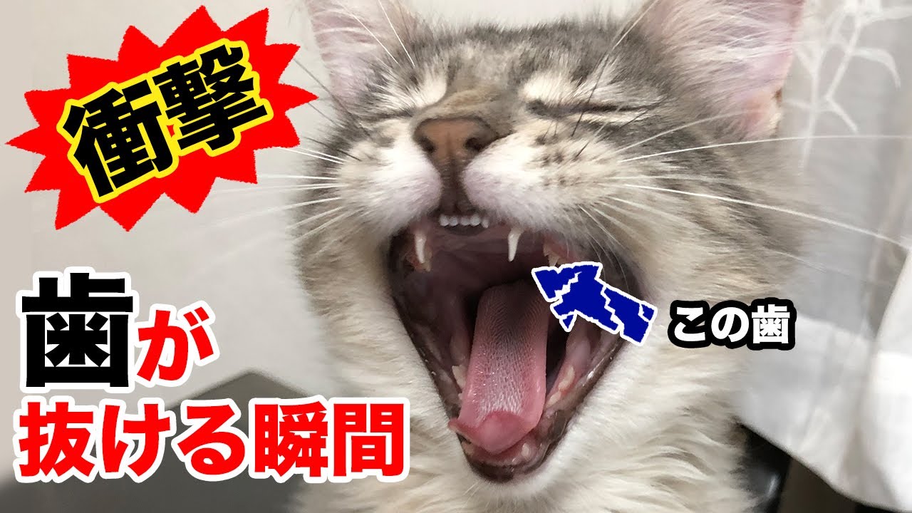 【メインクーン】子猫の歯が抜ける瞬間に遭遇！！