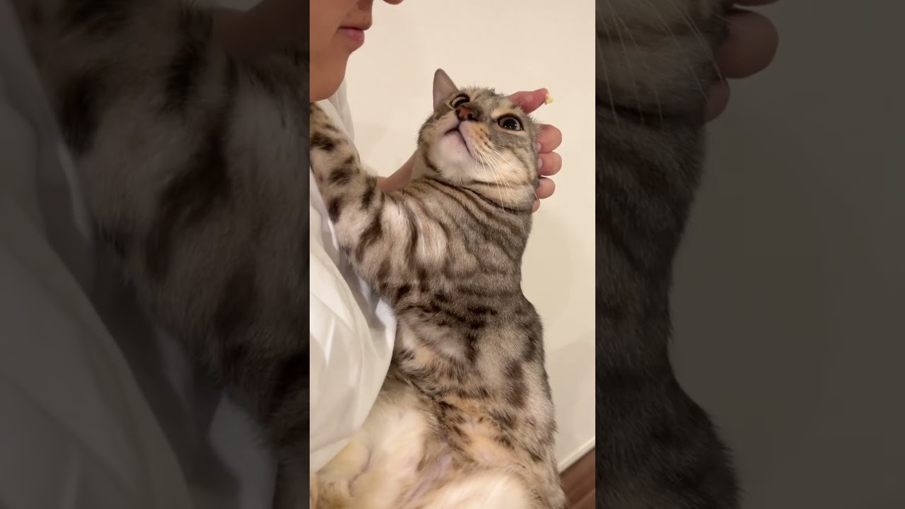 食べ物の匂いのもとを血眼になって探す猫　#shorts #ベンガル #ルトロゼ