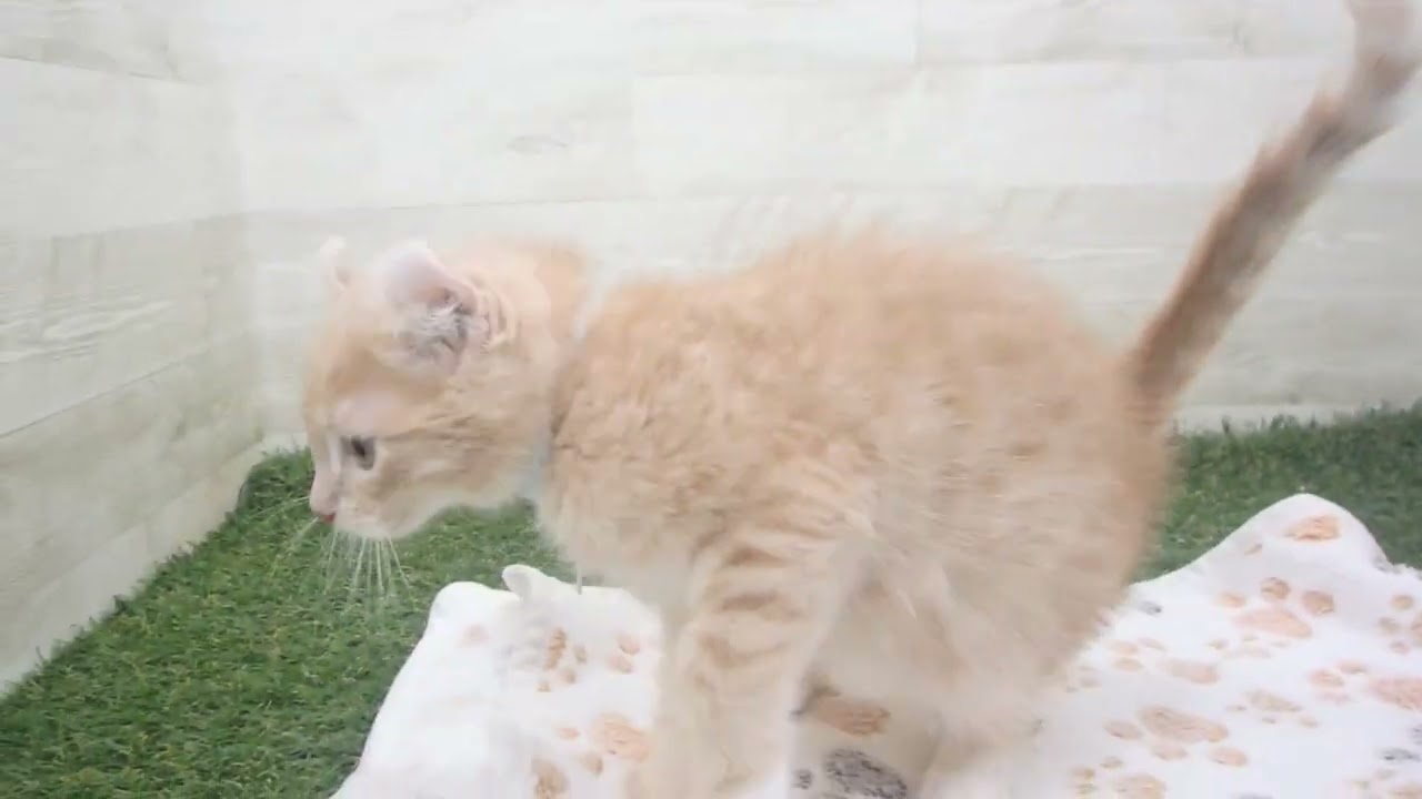 Coo&RIKU　No00618083 アメリカンカール