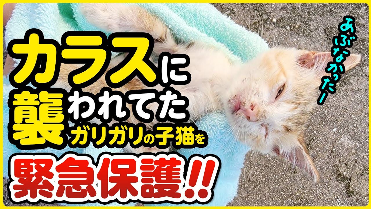 【子猫保護 】カラスに襲われていたガリガリの子猫を緊急保護しました【まさかの！3日連続 子猫保護①】