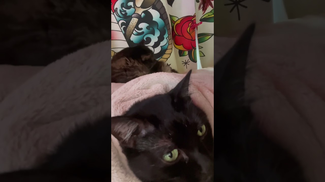 今朝の猫(s')🐈‍⬛🐅#shorts#虎猫 #黒猫