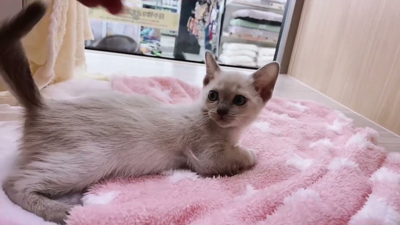 1/31お首マッサージにうっとり♡なトンキニーズちゃん♡