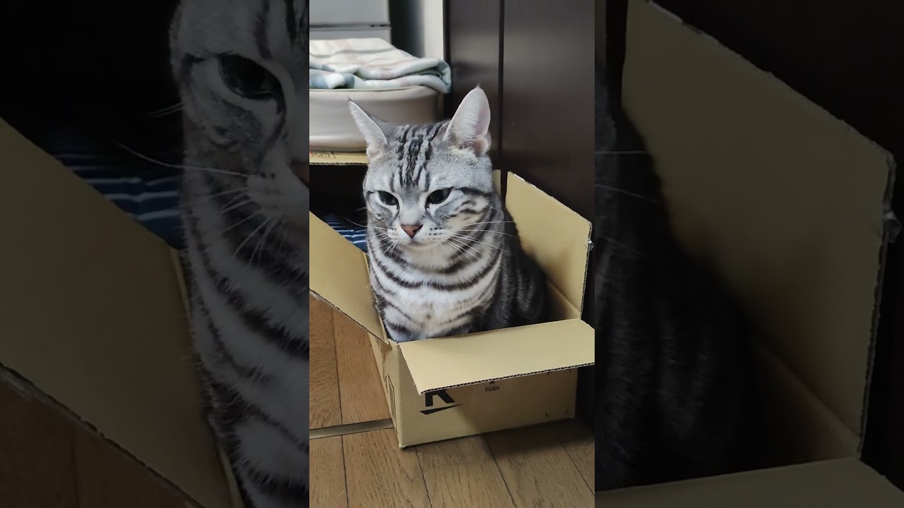 箱入り息子　アメリカンショートヘア「さん」ねこずちゃんねるshorts135 #ねこ #猫 #cat #shorts