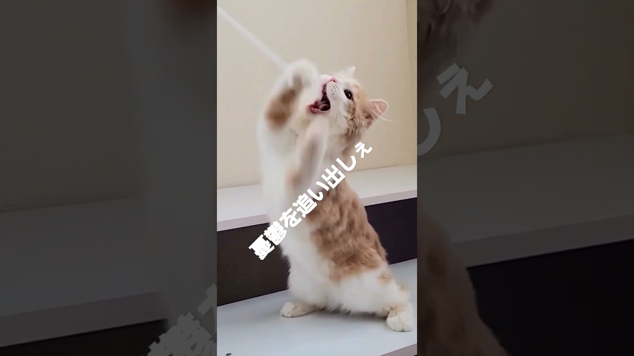 【子猫】節分を祝う猫#ラガマフィン #shorts #猫動画 #節分