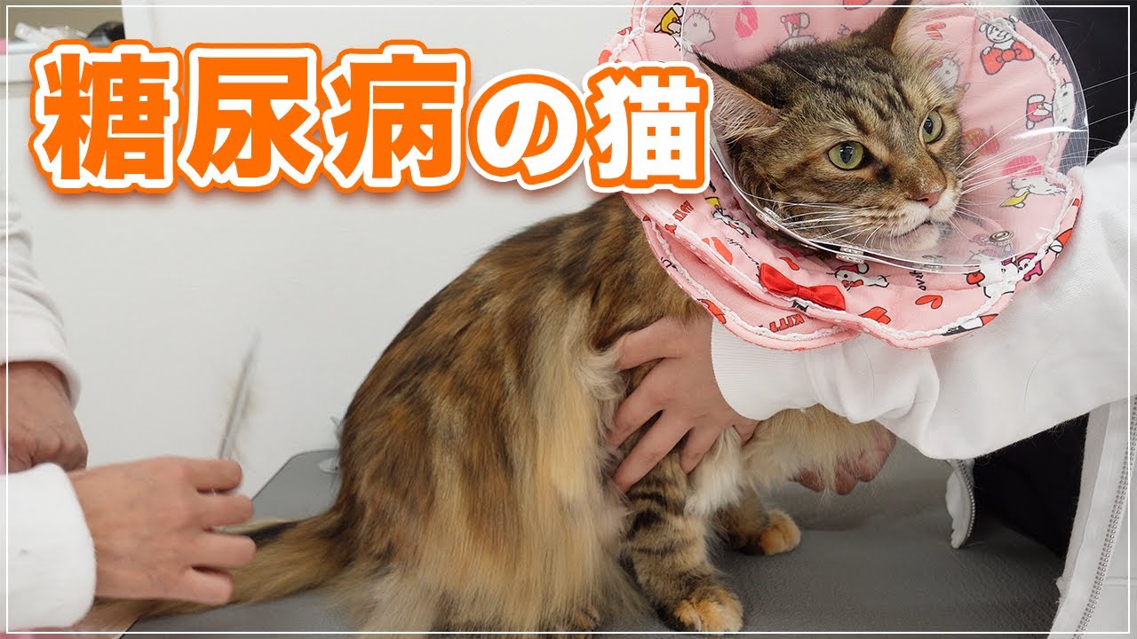 【旭ちゃん】糖尿病をもったメインクーンの猫ちゃんが来てくれました【糖尿病の猫】
