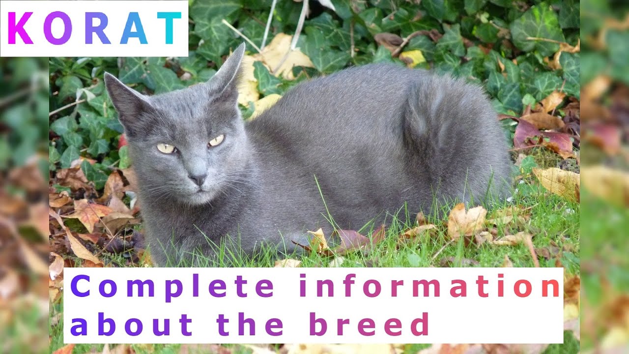 コラット。長所と短所、価格、選び方、事実、ケア、歴史