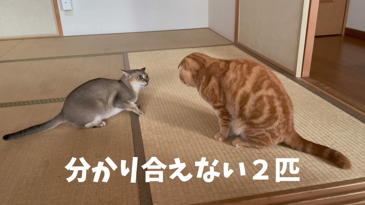 【ペット】わかり合えない2匹（シンガプーラとスコテッシュホールド） #Shorts