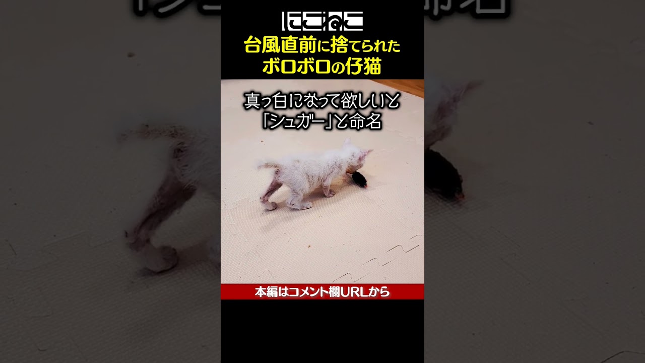 台風直前に捨てられた ボロボロの子猫 #Shorts
