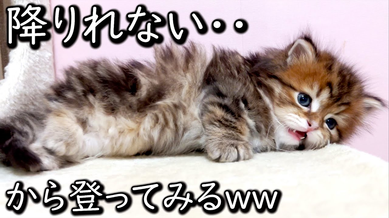 【マンチカンの子猫】キャットタワーから降りれないから登ってみた件 ∼猫のいる生活Vol.610∼ 出産動画 マンチカン短足・ミヌエット・ペルシャ猫専門ブリーダー『ペット蔵人』【子猫の成長記録】