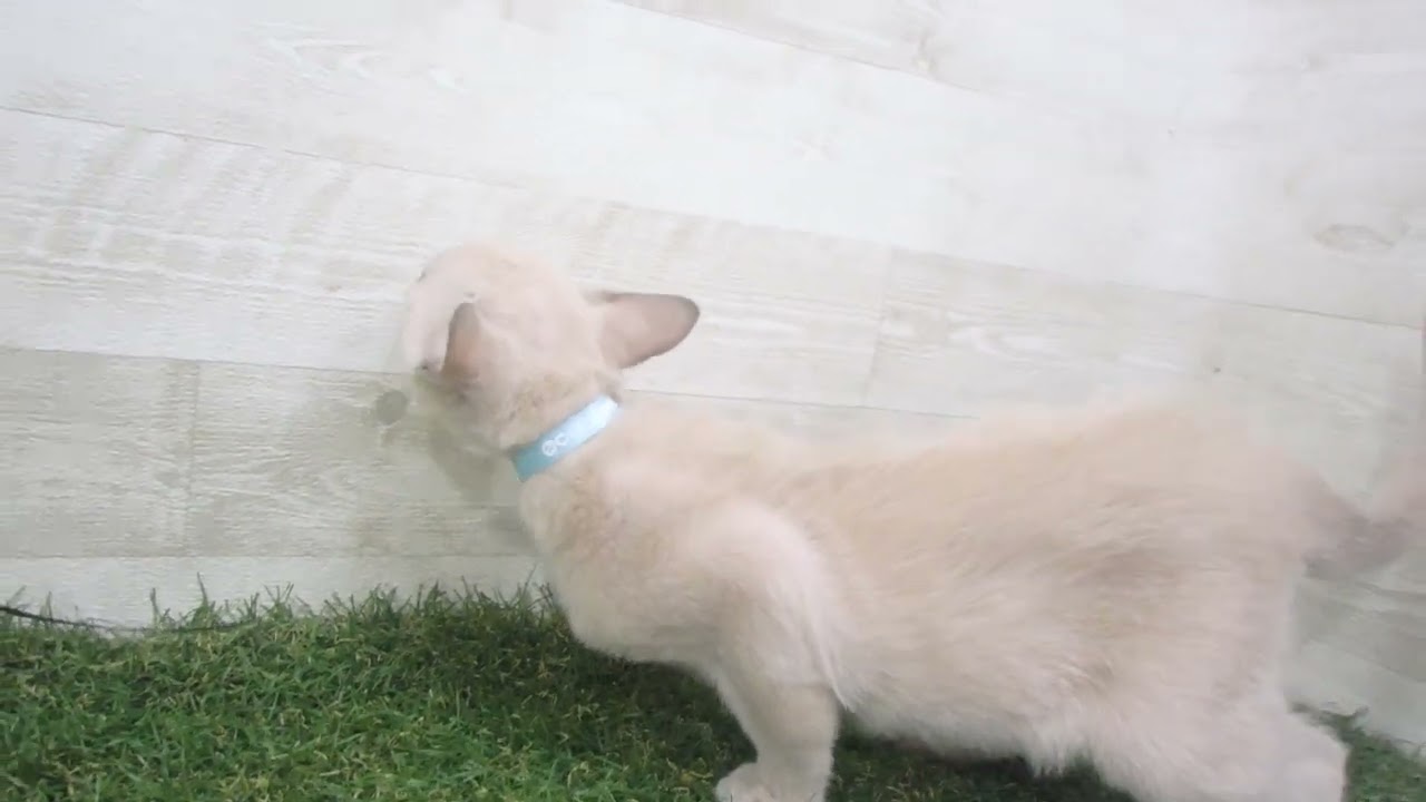 Coo&RIKU　No00618078 トンキニーズ