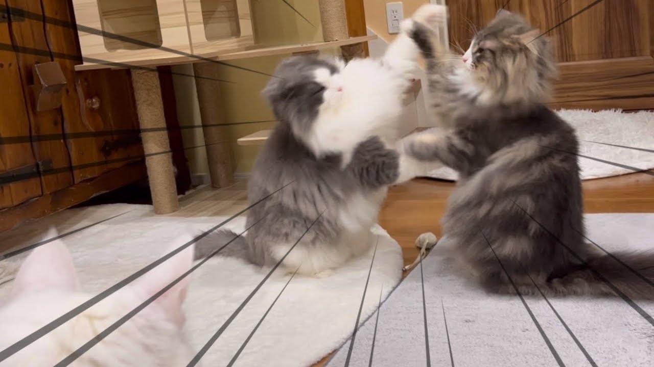 【癒し✨】もふ猫たちのほのぼの日常wwノルウェージャンフォレストキャットとターキッシュアンゴラ