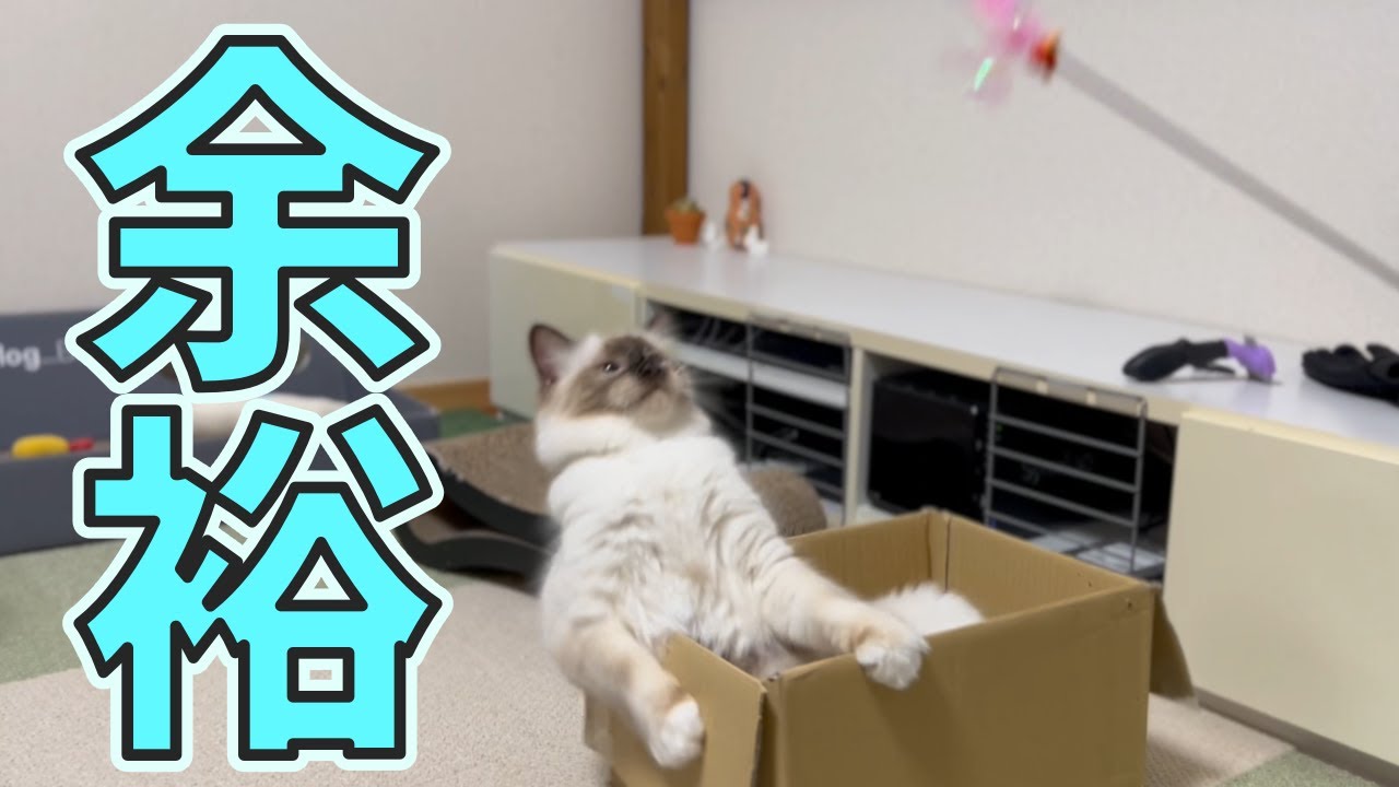 うちの猫、風呂につかりながら遊ぶそうです【バーマン】