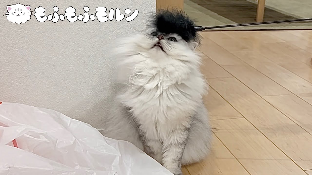 もふもふ猫と猫じゃらしの攻防をご覧ください 【サイベリアン】