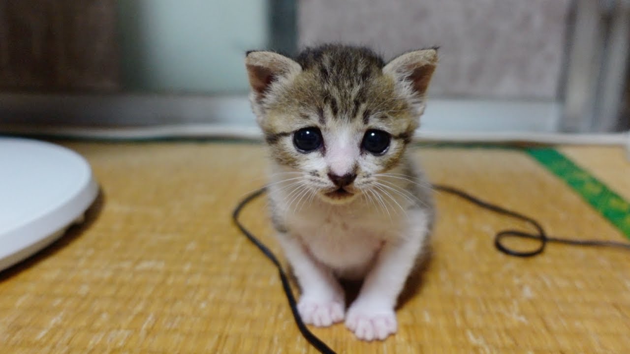 朝4時から寝ぼけてる子猫に起こされます…