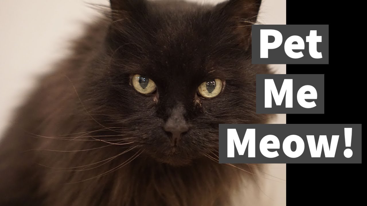 Max says "Pet Me Meow!"