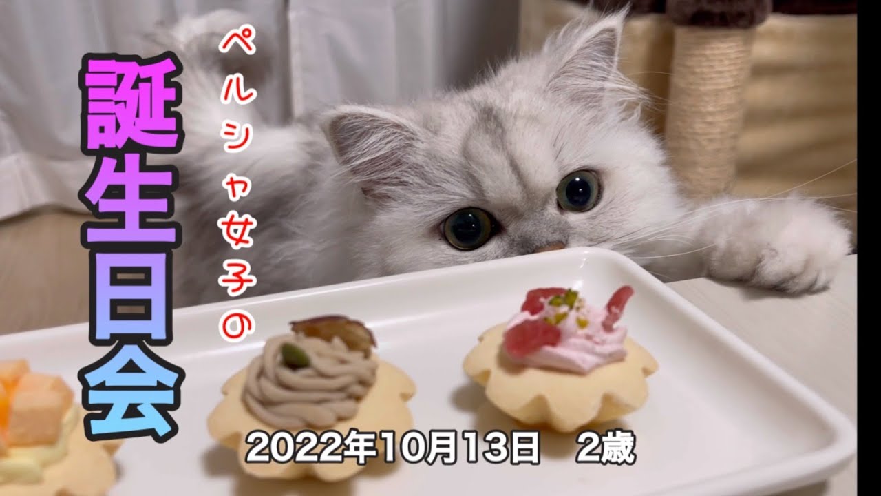【猫動画】ペルシャ女子の誕生日会【猫用ケーキ】