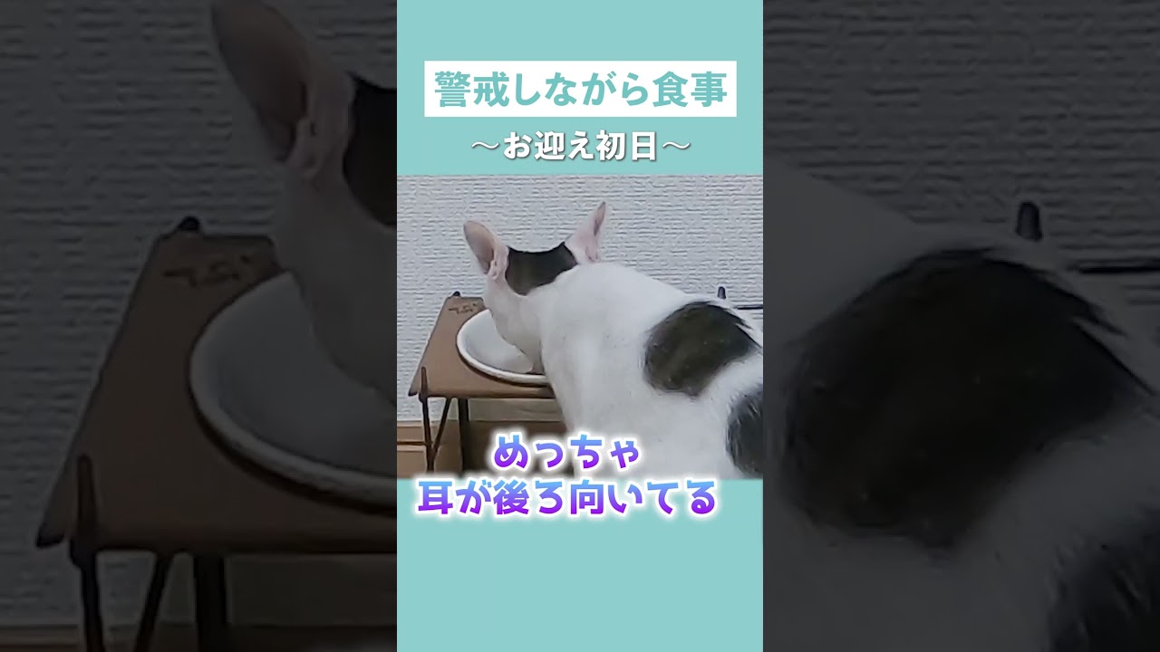 お迎え初日の保護猫、ごはんを食べるときもめっちゃ警戒してました...