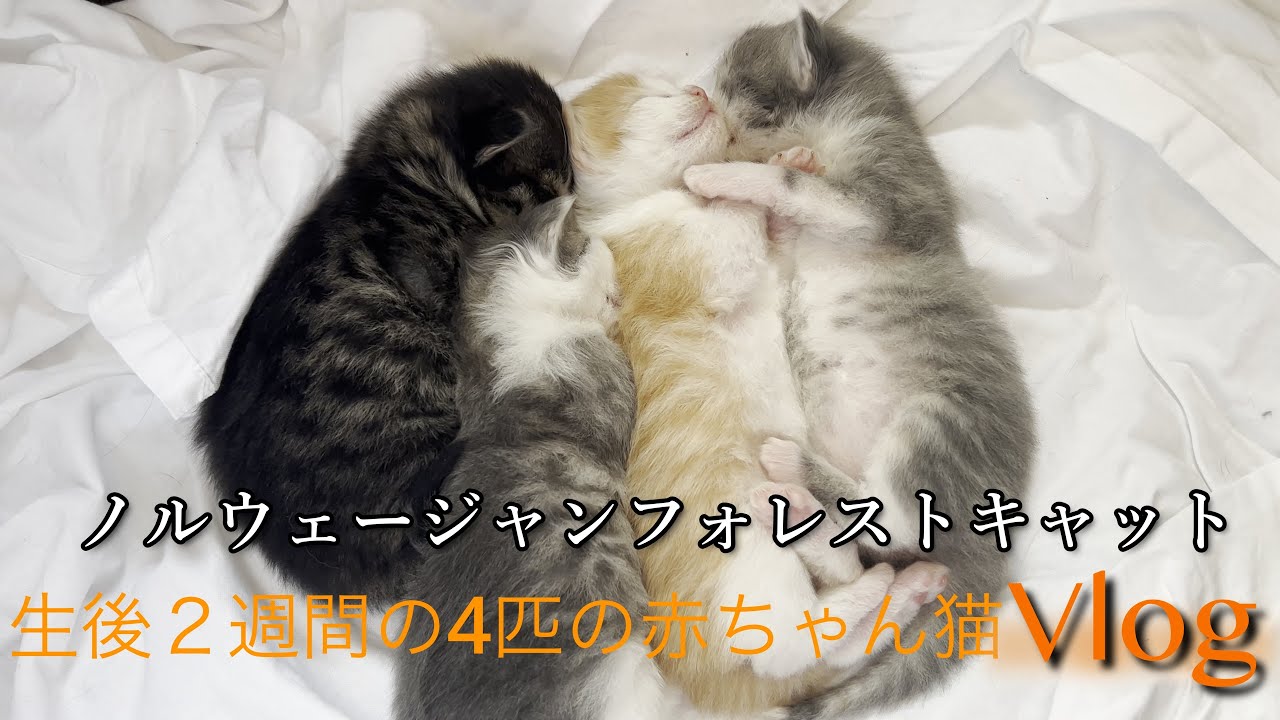 4匹の赤ちゃん猫Vlog【ノルウェージャンフォレストキャット】