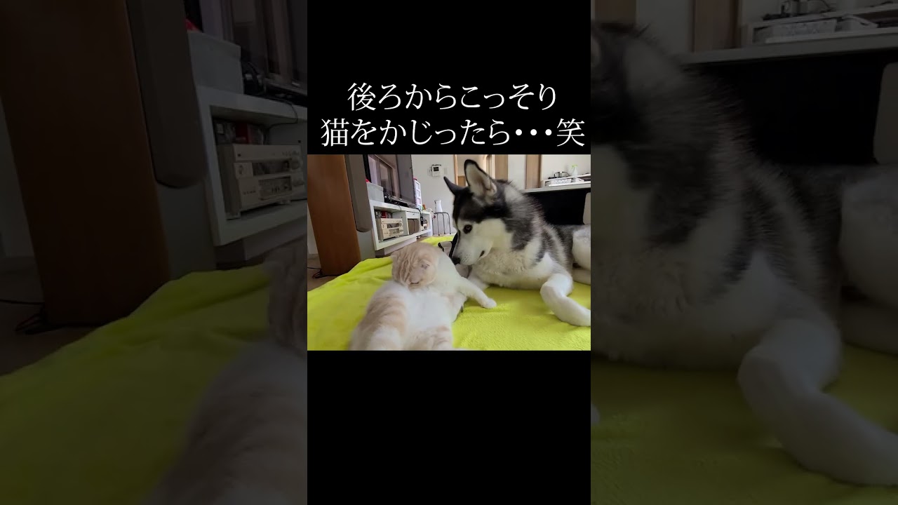 後ろからこっそり子猫をかじったら怒られた犬...笑#猫 #犬と猫