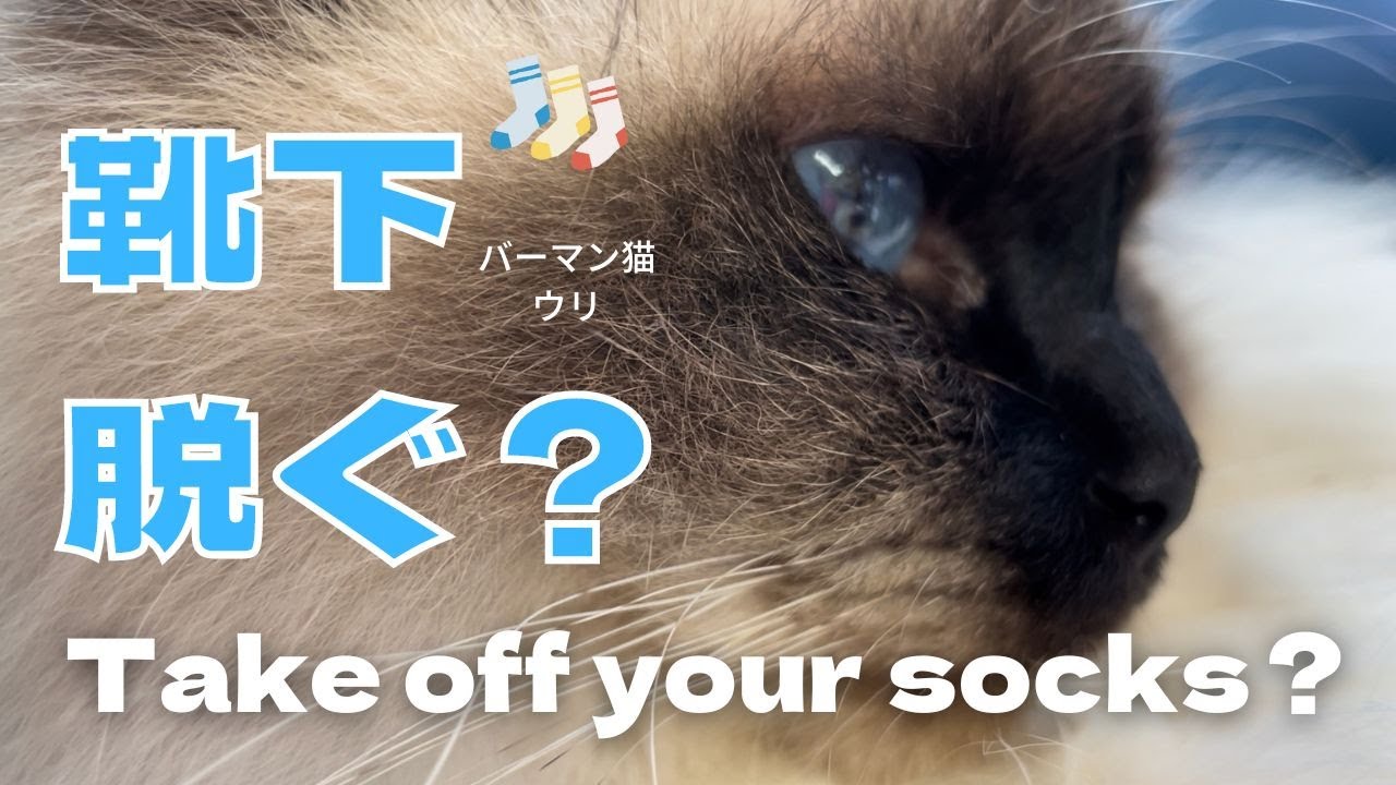 バーマン猫ウリ【靴下脱ぐ？】Take off your socks？（バーマン猫）Birman/Cat