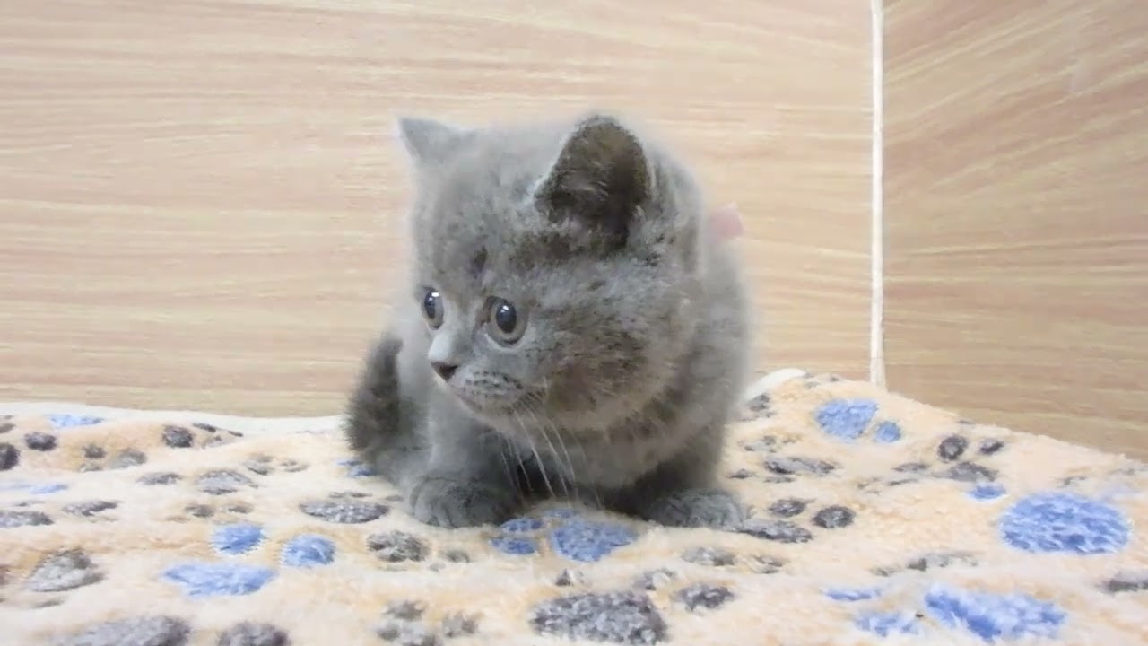 Coo&RIKU　No00615749 ブリティッシュショートヘアー