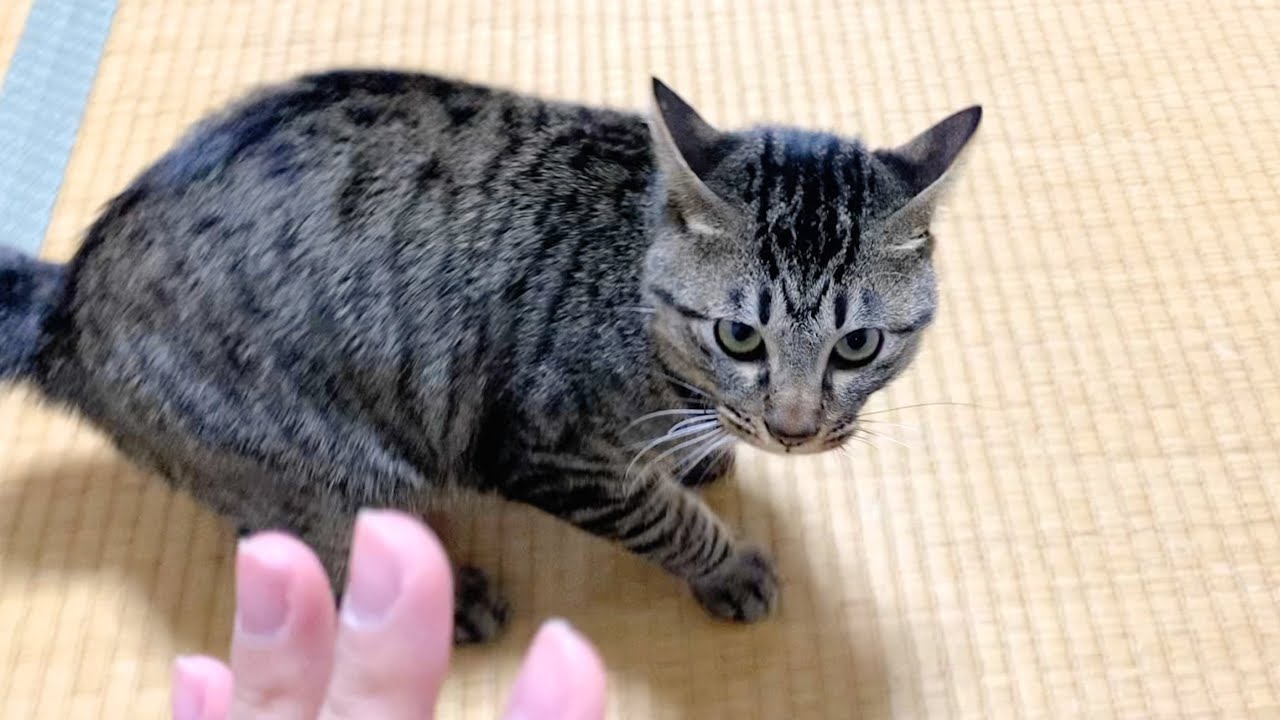 子猫と遊んでいたら凶暴化して襲いかかってきた...