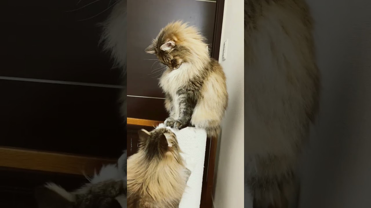 もう起きた猫#shorts #cats #cats #ノルウェージャンフォレストキャット #猫との暮らし #猫 #norwegianforest