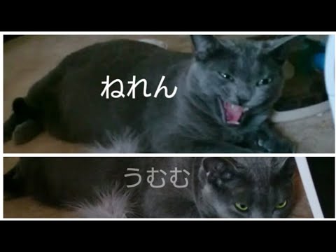 ねれん 🙀 (ロシアンブルー RussianBlue)