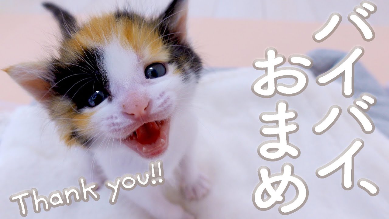 【最終回】祝！おまめ、卒業【おまめ日記】保護猫ミルクボランティア