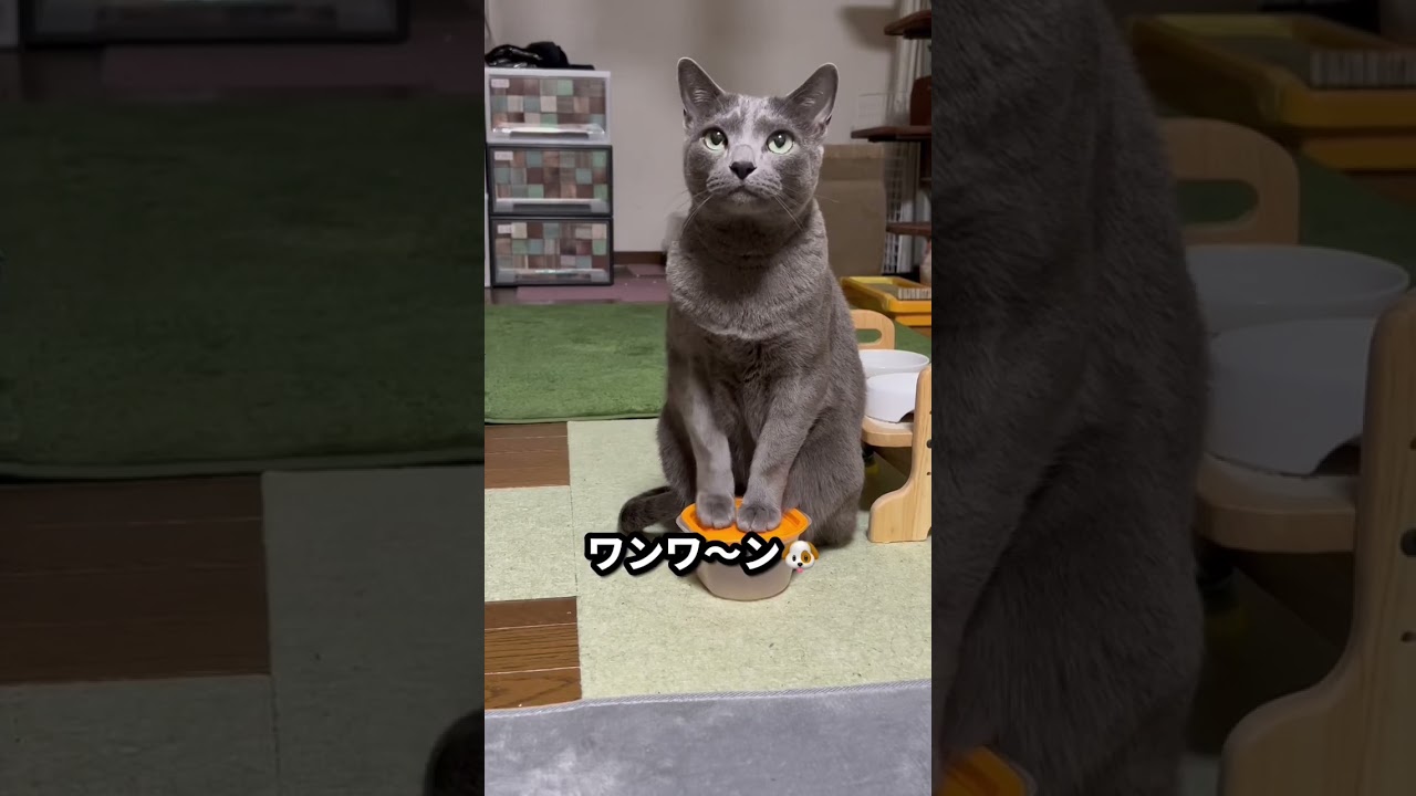 【ロシアンブルー】今朝も元気なおねだりめろん🍈😊今週もよろしくお願いします【猫】#shorts