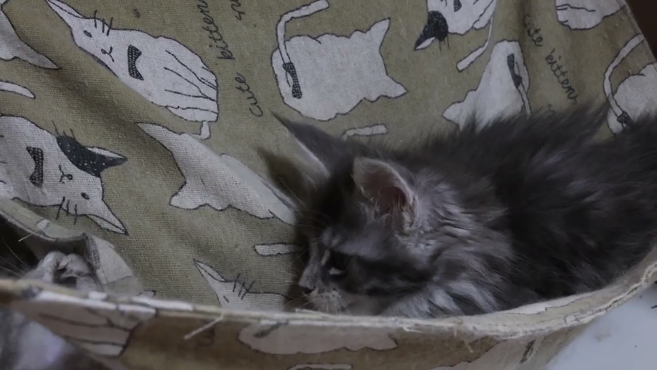 ブルーの天使メインクーン子猫のマリアちゃん