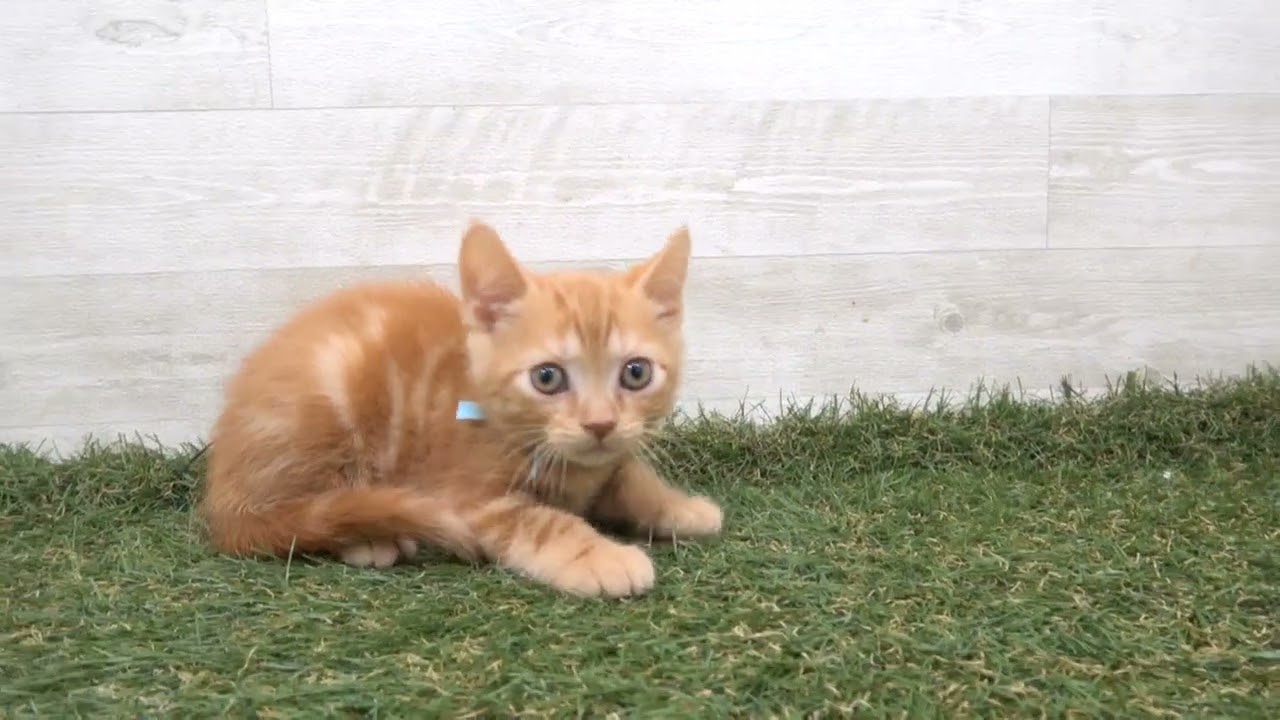 Coo&RIKU　No00616767 アメリカンショートヘアー