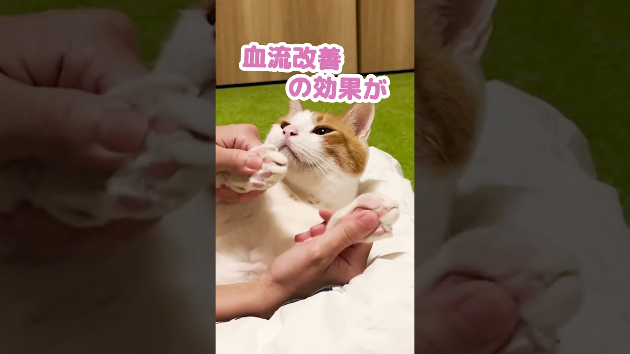 猫に高級マッサージをして差し上げました #Shorts