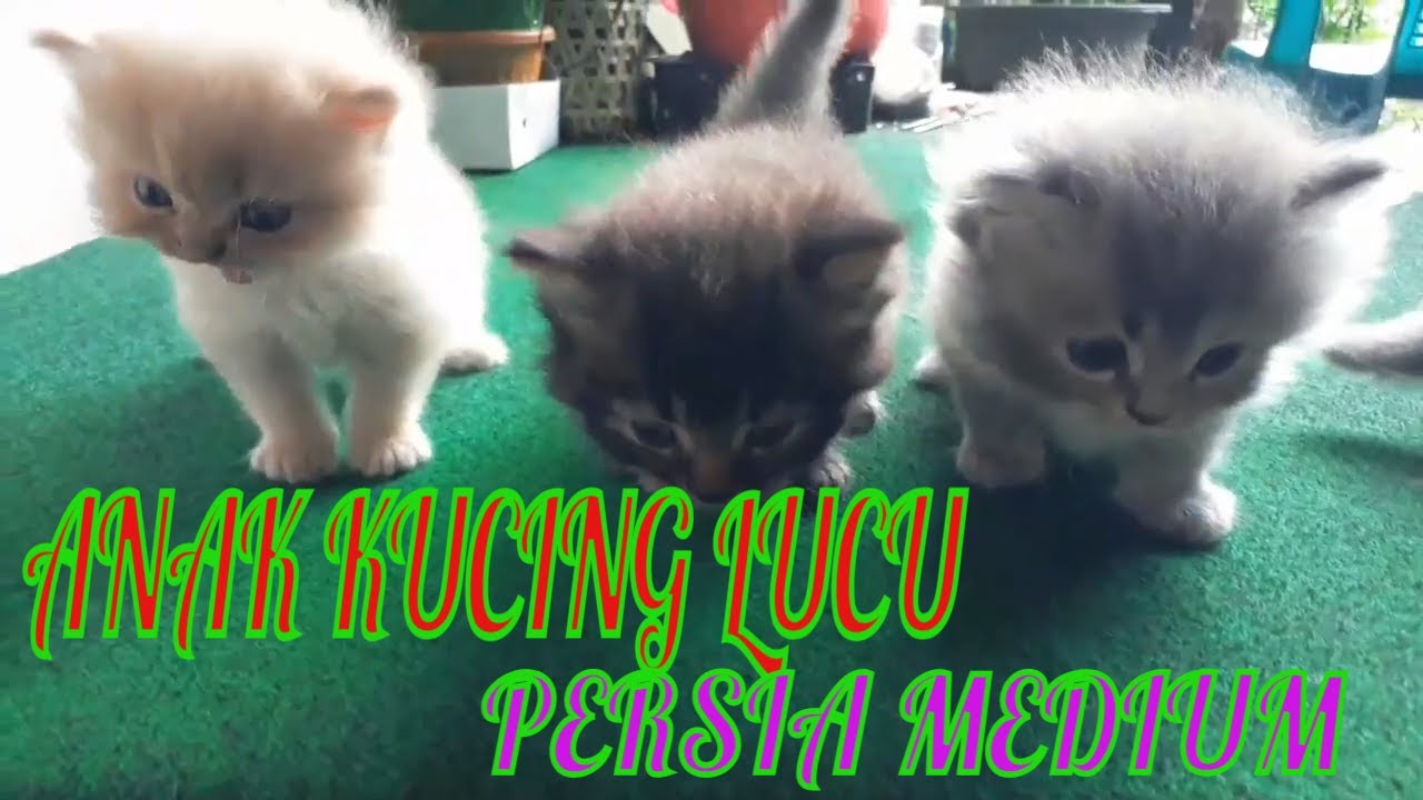 Anak Kucing Lucu | Anak Kucing Persia Medium
