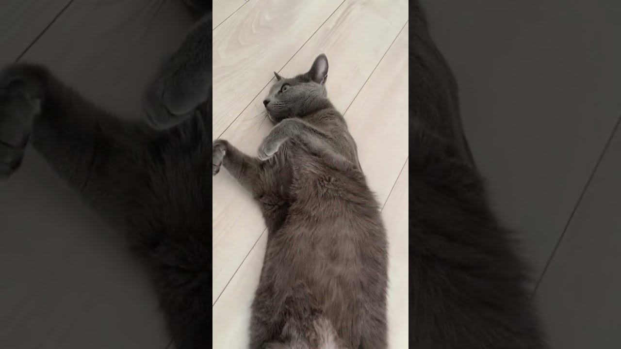 尻尾フリフリしながらのんびり【ロシアンブルー】 #Shorts