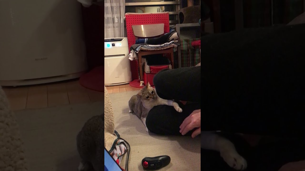 パパの手をペシペシして遊ぶシンガプーラなのにゃ♪