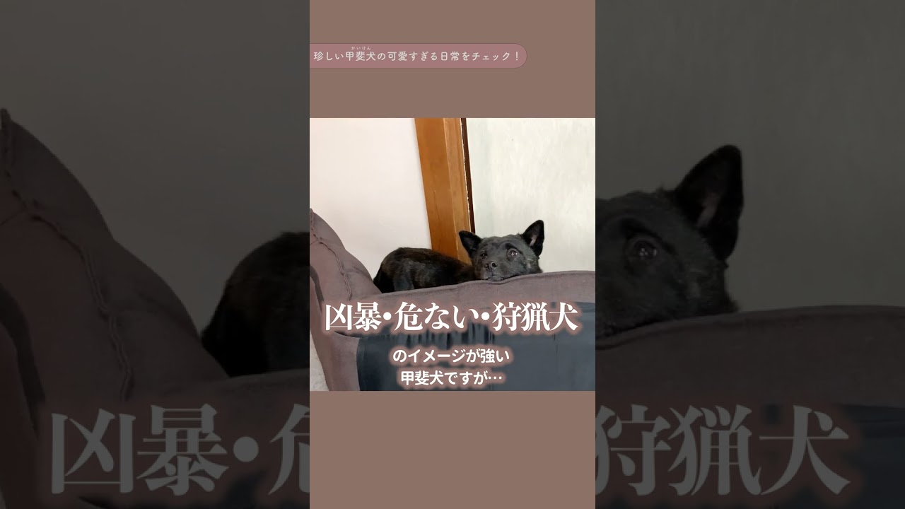 【日本犬】甲斐犬が凶暴だと思ってるなら、これを見て