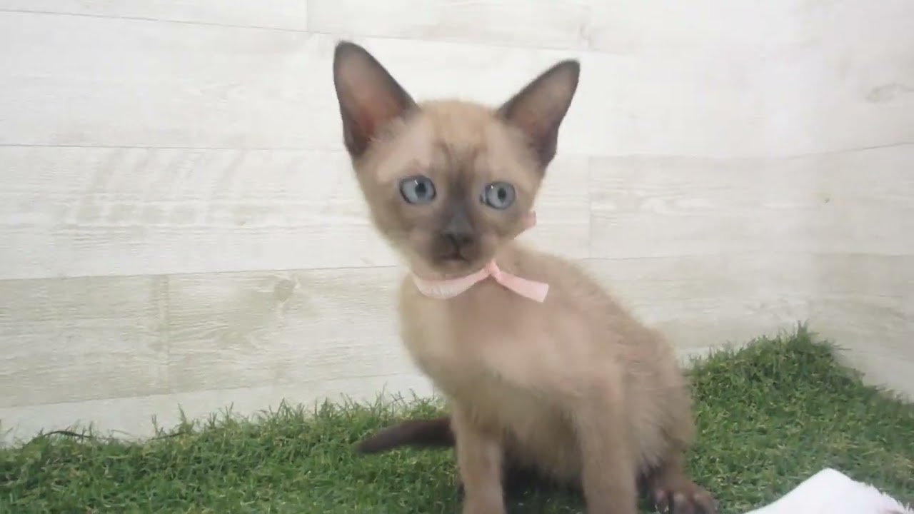 Coo&RIKU　No00618069 トンキニーズ