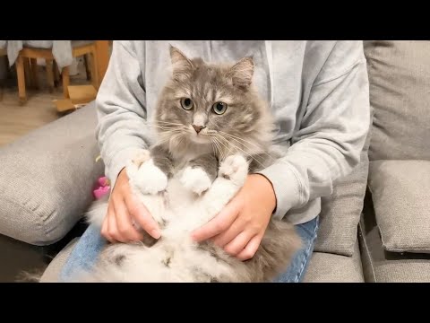 大きな毛の固まりをバリカンでカットされる猫【サイベリアンのラフィ】#shorts