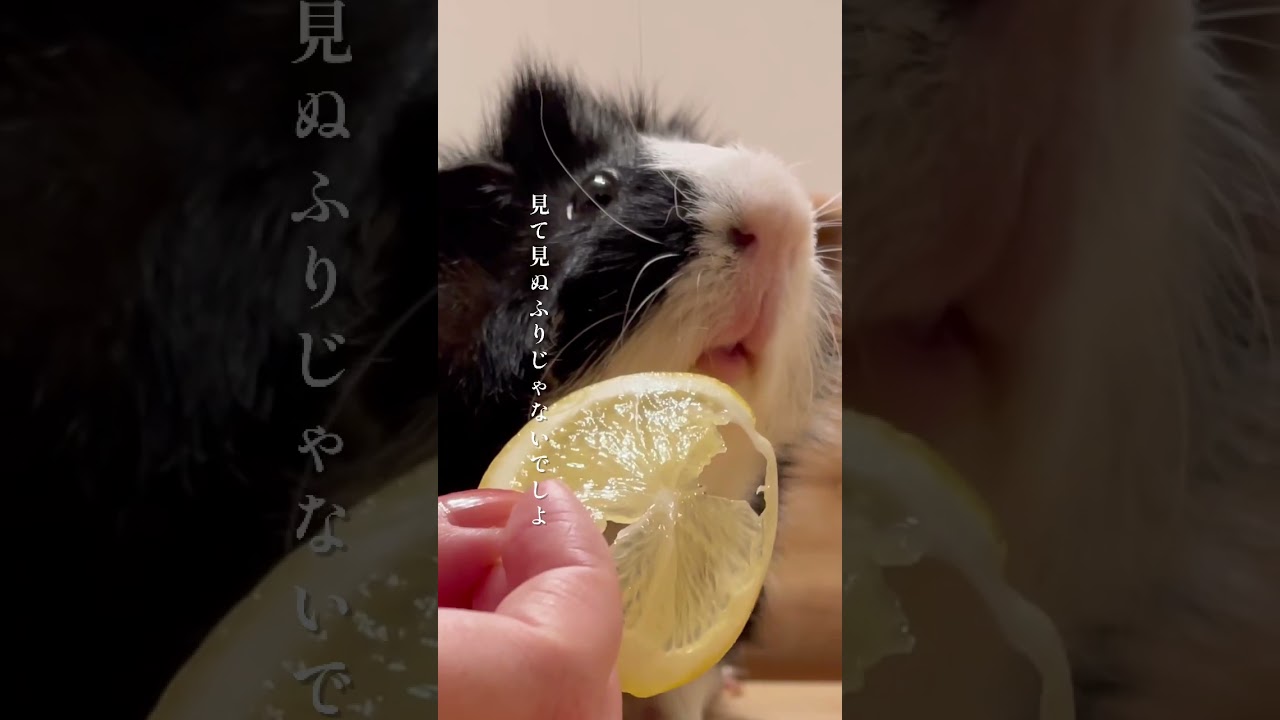 Lemon time🍋part2流石に余裕でした🐼 #アビシニアンモルモット #guineapig