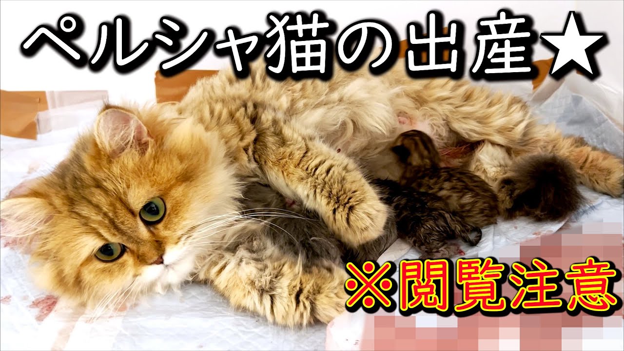 【閲覧注意】ペルシャ猫の出産♥一生懸命頑張る姿に感動する件 ∼猫のいる生活Vol.612∼ 出産動画 マンチカン短足・ミヌエット・ペルシャ猫専門ブリーダー『ペット蔵人』